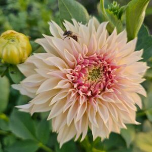 Dália KA's Champagne | Dahlia KA's Champagne