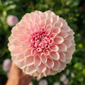 Dália KA's Cinder Rose | Dahlia KA's Cinder Rose