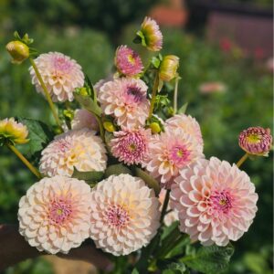 Dália KA's Cinder Rose | Dahlia KA's Cinder Rose