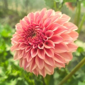 Dália KA's Coral Sea | Dahlia KA's Coral Sea