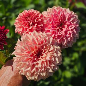 Dália KA's Coral Sea | Dahlia KA's Coral Sea