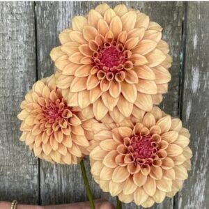 Dália KA's Creme Brulee | Dahlia KA's Creme Brulee