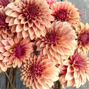 Dália KA's Creme Brulee | Dahlia KA's Creme Brulee