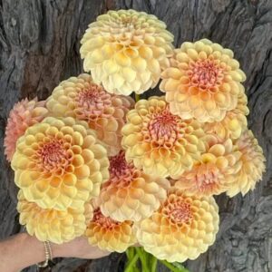 Dália KA's Daybreak | Dahlia KA's Daybreak