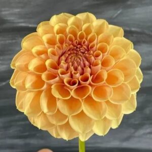 Dália KA's Daybreak | Dahlia KA's Daybreak