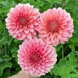 Dália KA's Guava | Dahlia KA's Guava