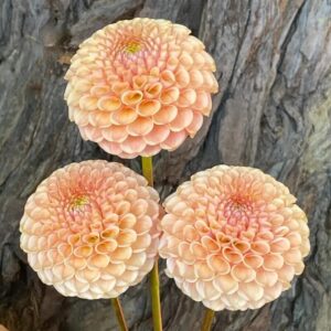 Dália KA's Honeycomb | Dahlia KA's Honeycomb