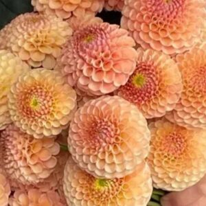 Dália KA's Honeycomb | Dahlia KA's Honeycomb