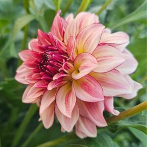 Dália KA's Mocha Katie | Dahlia KA's Mocha Katie