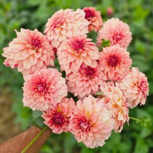 Dália KA's Mocha Katie | Dahlia KA's Mocha Katie