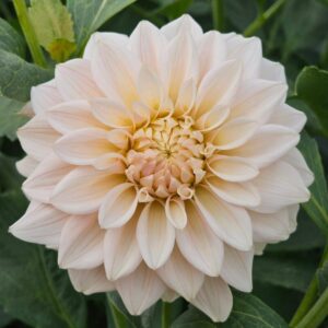 Dália KA's Mocha Maya | Dahlia KA's Mocha Maya