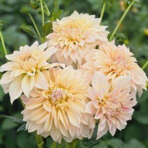 Dália KA's Mocha Maya | Dahlia KA's Mocha Maya