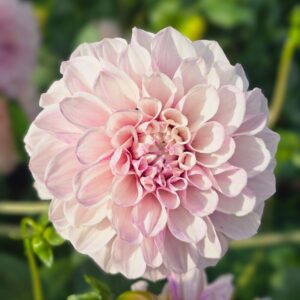 Dália KA's Pearl | Dahlia KA's Pearl