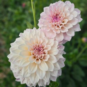 Dália KA's Pearl | Dahlia KA's Pearl