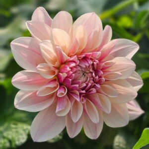 Dália KA's Penny Lane | Dahlia KA's Penny Lane