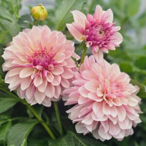 Dália KA's Penny Lane | Dahlia KA's Penny Lane