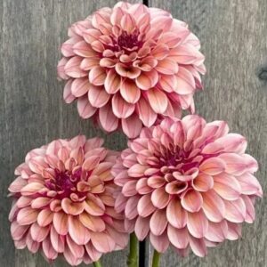 Dália KA's Rhubarb | Dahlia KA's Rhubarb