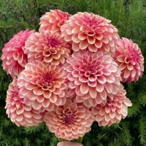 Dália KA's Rhubarb | Dahlia KA's Rhubarb