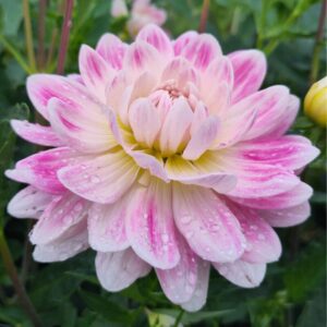 Dália Kelgai Ann | Dahlia Kelgai Ann