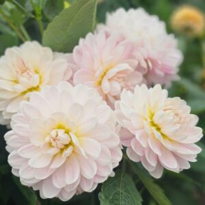 Dália Kelgai Ann | Dahlia Kelgai Ann