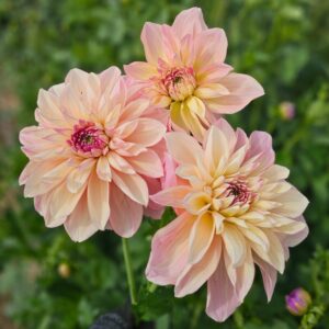 Dália Kotara | Dahlia Kotara