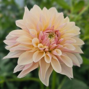 Dália Kotara | Dahlia Kotara