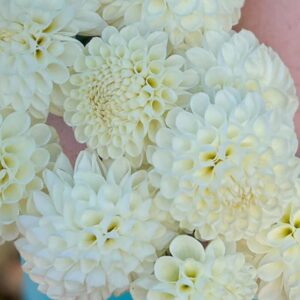 Dália L’Ancresse | Dahlia L’Ancresse