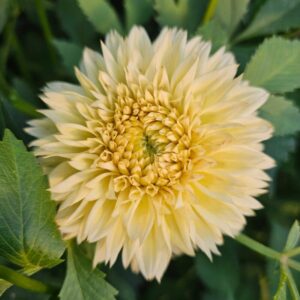 Dália Lee's Cassava Fizz | Dahlia Lee's Cassava Fizz