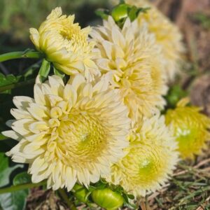 Dália Lee's Cassava Fizz | Dahlia Lee's Cassava Fizz