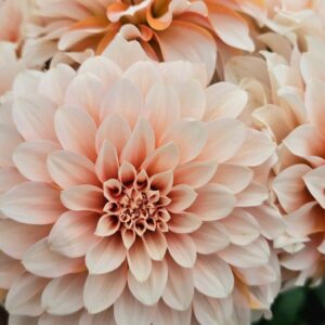 Dália Lee's Chloe | Dahlia Lee's Chloe