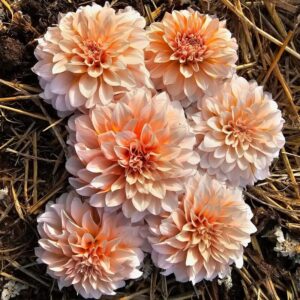 Dália Lee's Chloe | Dahlia Lee's Chloe