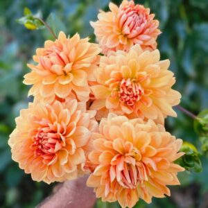 Dália Lee's Turmeric Tea | Dahlia Lee's Turmeric Tea