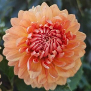 Dália Lee's Turmeric Tea | Dahlia Lee's Turmeric Tea