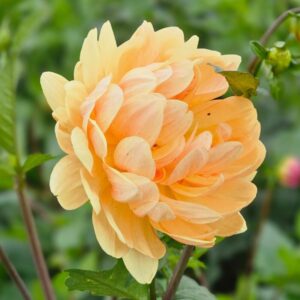 Dália Maks Georgia | Dahlia Maks Georgia