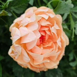 Dália Maks Georgia | Dahlia Maks Georgia