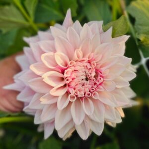 Dália Nathalie's Dress | Dahlia Nathalie's Dress