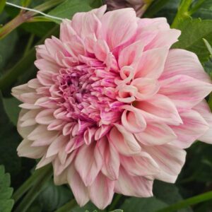 Dália Nathalie's Dress | Dahlia Nathalie's Dress