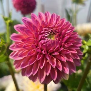 Dália Polventon Cristobel | Dahlia Polventon Cristobel