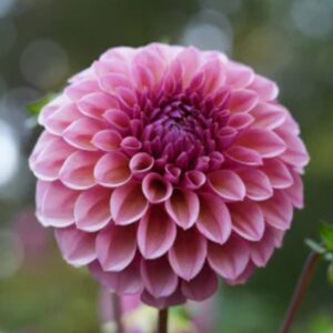 Dália RM Berry Kiss | Dahlia RM Berry Kiss