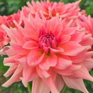 Dália RM Fairy Wings | Dahlia RM Fairy Wings