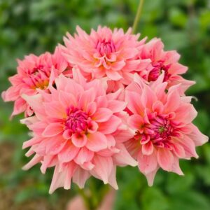 Dália RM Fairy Wings | Dahlia RM Fairy Wings