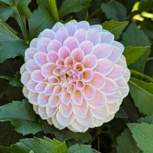 Dália RM Hannah Joe | Dahlia RM Hannah Joe