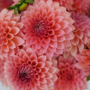 Dália RM Lure | Dahlia RM Lure