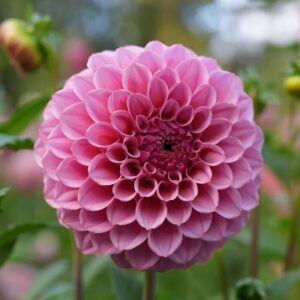 Dália RM Mauvelous | Dahlia RM Mauvelous