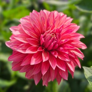 Dália Sandia Ruthie | Dahlia Sandia Ruthie