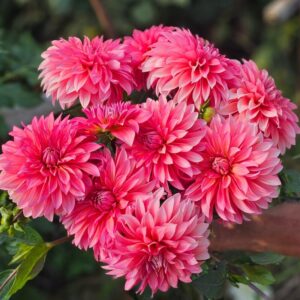 Dália Sandia Ruthie | Dahlia Sandia Ruthie